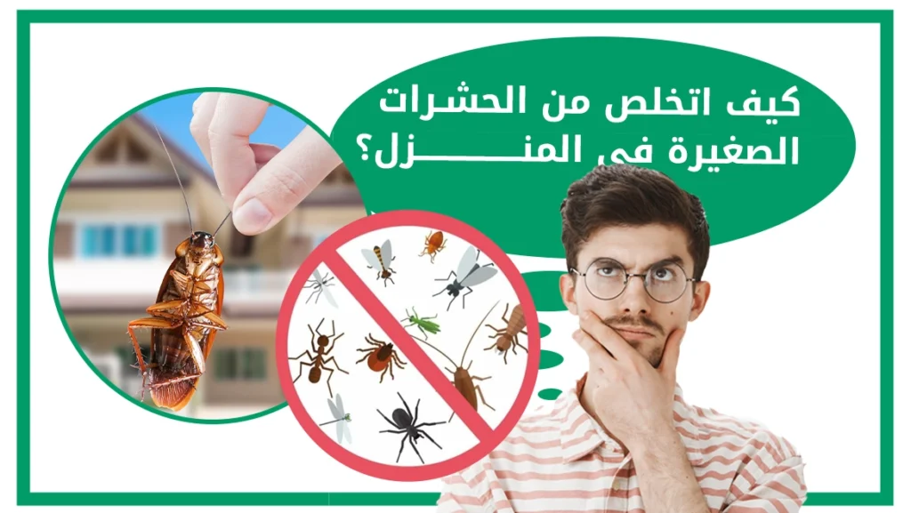 كيف اتخلص من الحشرات الصغيرة في المنزل؟