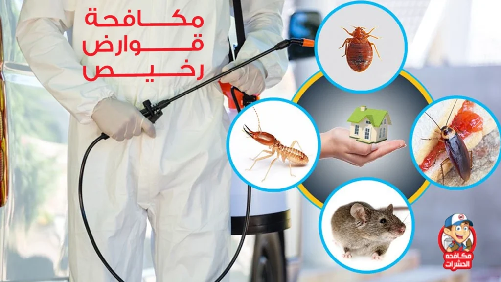 مكافحة القوارض رخيص